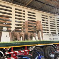   at Elephant Nature Park in Chiang Mai