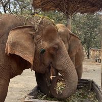   at Elephant Nature Park in Chiang Mai