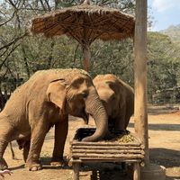 Meadow the elephant  at Elephant Nature Park in Chiang Mai