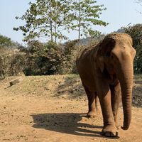 Elefante  at Elephant Nature Park in Chiang Mai