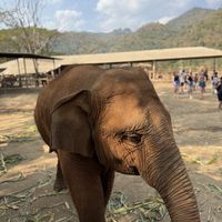 Lil elephant  at Elephant Nature Park in Chiang Mai