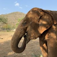 Elephant enjoying its vegan lunch while we enjoy ours  at Elephant Nature Park in Chiang Mai