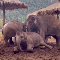 Baby elephants at Elephant Nature Park in Chiang Mai