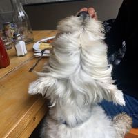 Animal friendly  at The Handle Bar in Oxford