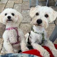 Dog friendly  at Wagamama in Plymouth