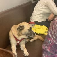 Dogs welcome inside!   at Like An Elephant in Lyon