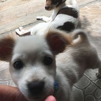 Leo and Tofu 😍 at Brew and Breakfast in Da Lat
