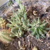 plantz   at Peas in Athens