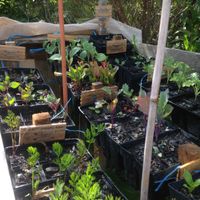 Seedling planted for permaculture project  at Te Paranui Permaculture Homestead in Tuamarina