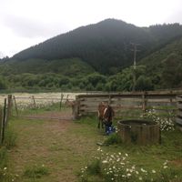 Theo a rescued cow at Te Paranui Permaculture Homestead in Tuamarina