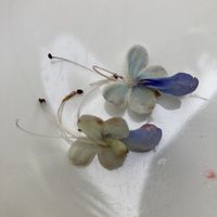 Flowers I didn’t need on my cheesecake... at Plant Miami in Miami