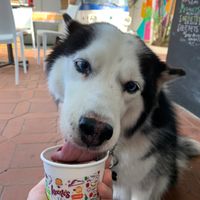 Dog ice cream too! at Heladeria Keene's in Panama City