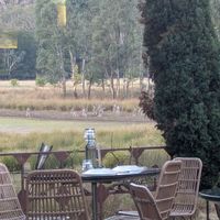 Kangaroos just outside at Spirit of Punjab in Halls Gap