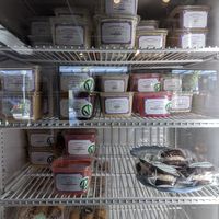 Pints to go at Gorgeous Gelato in Portland