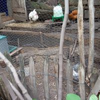 chicken eat the food scraps from the kitchen. still, thay take their eggs for cooking! at La Recyclerie in Paris