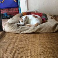 Cat napping in the café  at Ethos in Bangkok