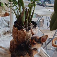 Little dog. at La Clairiere in Lille