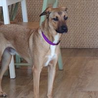 Big shy dog at La Clairiere in Lille