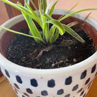 Cute plant on our table  at The Red Dot Kitchen in Wurtsboro