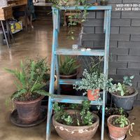   at Cafe Jeju 901 in Jeju