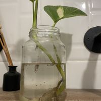 Share your secrets with the fish in the rest room😄 at ViaVia in Yogyakarta