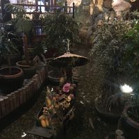 Koi pond  at Blue Elephant in St Julians