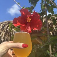 Kombucha!  at The Tiny Turtle in Cocoa Beach