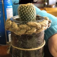 These little cuties are for sale there at Murray Hillbilly in Jacksonville