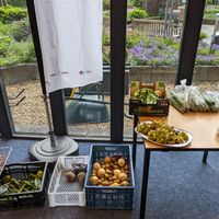 free produce at Groenten Zonder Grenzen - GZG in Rotterdam
