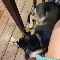 Badly behaved dog at NumNgern in Khao Sok