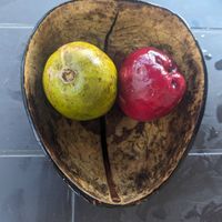 June plum and Jamaican apple - very special local fruits. We had a juice made from these. at Ini Ital Rastarant in Negril