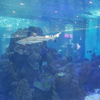 Fish tank in the mall area outside at Qian Yue Ming in Chongqing