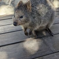 The little buddy that watches you eat at The Lane in Rottnest Island