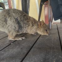  at The Lane in Rottnest Island