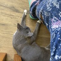 Cats  at Lucky Cat Cafe in Annerley