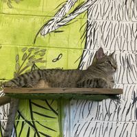 Cats  at Lucky Cat Cafe in Annerley