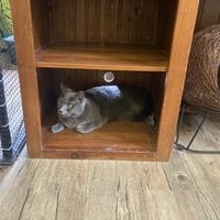 Cats   at Lucky Cat Cafe in Annerley