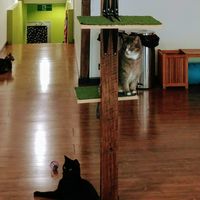 Some of the resident cats at Lucky Cat Cafe in Annerley