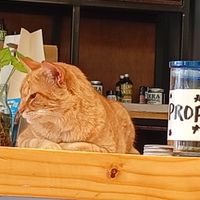 Pepino... 🖤💜❤️ at Cherry's Cocina in Pereira