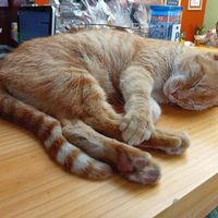  at Cherry's Cocina in Pereira