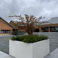 Maple tree outside restaurant   at Zen Oasis in Berrima