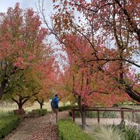 Beautiful grounds  at Zen Oasis in Berrima