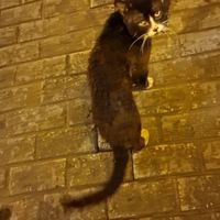 Cat under the table at 5 Esquinas Trattoria in Havana