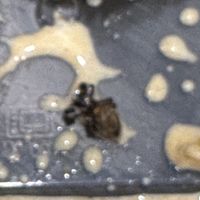   at V Secret Street Food - Food Stall in Chiang Mai