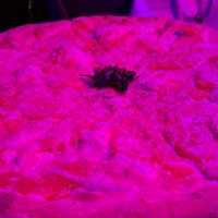 Vegan margarita at Nice Guys Pizza and Beer in Cape Coral