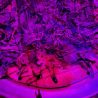 Vegan supreme at Nice Guys Pizza and Beer in Cape Coral