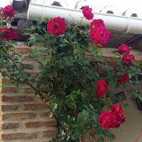 Roses are red at Shangrila Hilltop Retreat in Loule