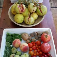 Garden Harvest at Shangrila Hilltop Retreat in Loule