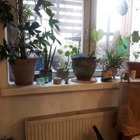 Beautiful plants everywhere at Geranium Caffe in Poznan