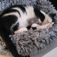  at Purple Cat Cafe in Glasgow